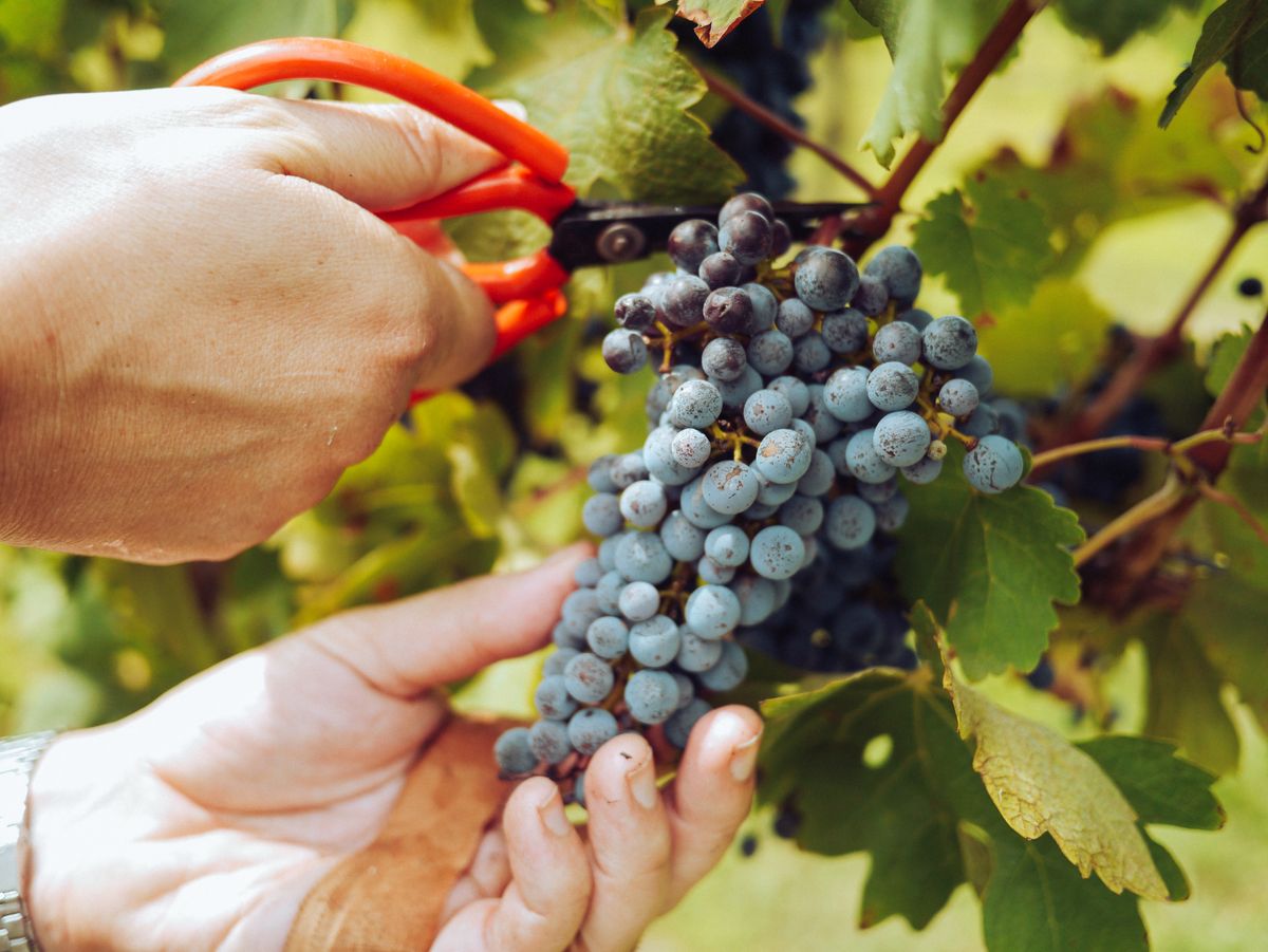 Hände bei der sorgfältigen Weinlese