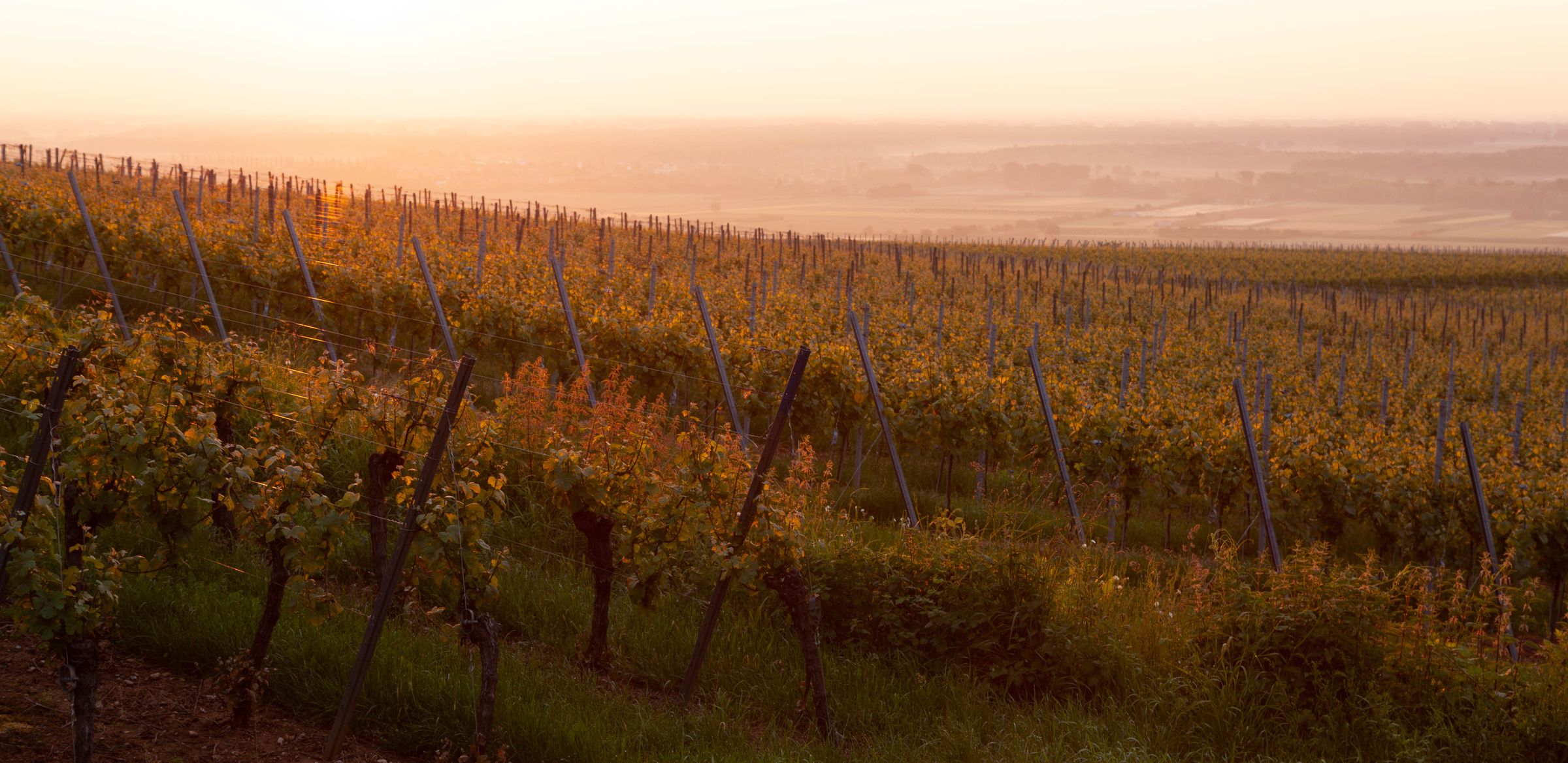 Goldene Abendsonne über sanften Weinbergen